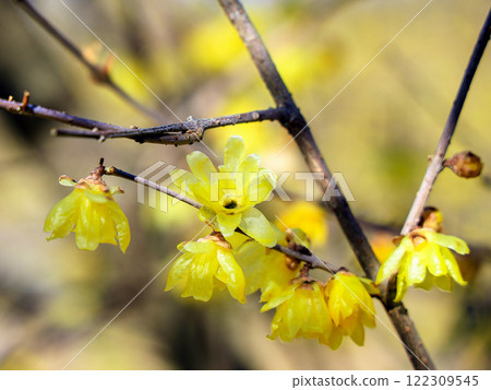 Wax plum petals Wax plum petals 122309545