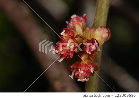 天然植物狗櫟，雌雄異株。雖然它屬於樟科，但花朵是紅色的，白色的柱頭很突出，所以這很可能是雌花。 122309686