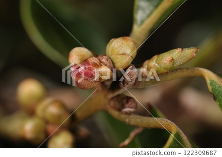 天然植物：日本櫟，樟科小喬木。花芽（芽）呈球形，葉芽在右側 122309687
