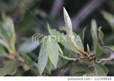 天然植物狗橡樹、幼葉和冬芽。全身覆蓋著細毛，顏色呈銀色 122309689