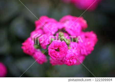 八重崎粉紅色長壽花和雨滴 八重崎粉紅色長壽花和雨滴 122309904