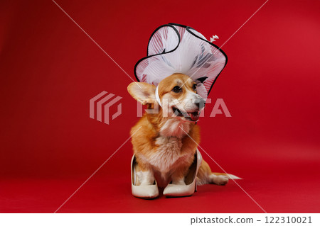 Corgi dressed in a chic white hat with beige heels on a red backdrop, playful elegance at its best 122310021