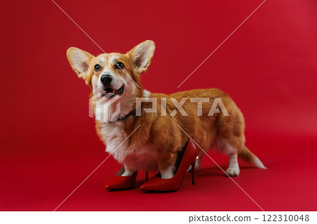 Confident corgi dog rocking red high heels, redefining style on a bold red backdrop Confident corgi dog rocking red high heels, redefining style on a bold red backdrop 122310048