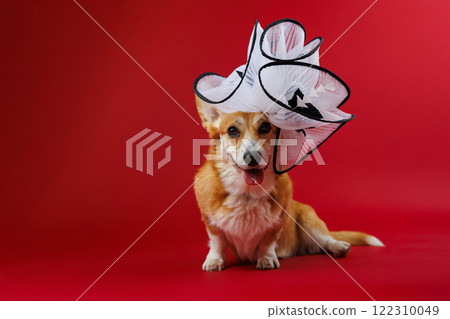 Stylish corgi dog in a dramatic white hat on red background, blending elegance and playful charm 122310049