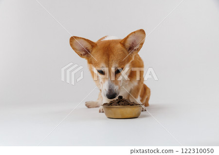 Hungry Corgi sniffing a bowl of kibble on white background, perfect pet food concept image 122310050