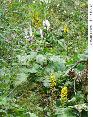 Many kinds of wild flowers (Cipressa japonica, Cipressa platyphylla) blooming together on the slopes, Nagano Prefecture Many kinds of wild flowers (Cipressa japonica, Cipressa platyphylla) blooming together on the slopes, Nagano Prefecture 122310052