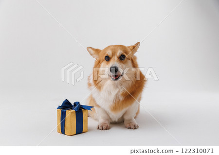 Corgi dog sitting with a gift box and confetti, perfect for celebrations and holidays 122310071
