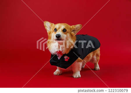 Stylish Welsh corgi Pembroke dog in tuxedo with red rose, ready for occasion or a romantic date Stylish Welsh corgi Pembroke dog in tuxedo with red rose, ready for occasion or a romantic date 122310079