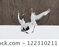 Parent-child fight between red-crowned cranes 122310211