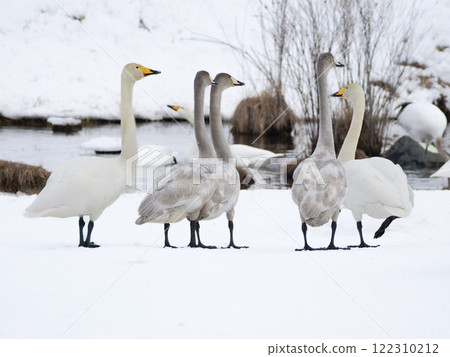 天鵝家庭、父母與孩子 天鵝家庭、父母與孩子 122310212