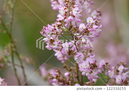 Unnan bush clover with cute flowers that make the thin branches bend - 8 Unnan bush clover with cute flowers that make the thin branches bend - 8 122310255