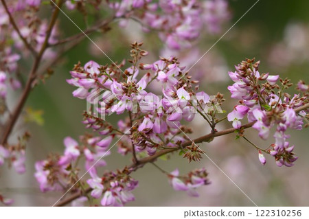 Unnan bush clover - Seven, with cute flowers that make the thin branches bend 122310256