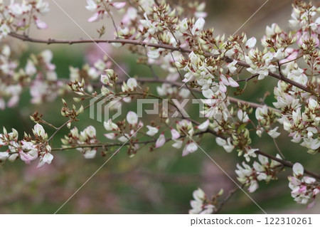 雲南萩 - 2,花可愛得細枝都彎了 雲南萩 - 2,花可愛得細枝都彎了 122310261