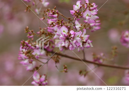 雲南萩鄉,可愛的小花可以長久欣賞 雲南萩鄉,可愛的小花可以長久欣賞 122310271
