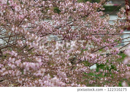 Unnan bush clover with cute flowers that bend its thin branches Unnan bush clover with cute flowers that bend its thin branches 122310275