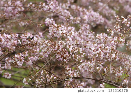 Unnan bush clover with cute flowers that bend its thin branches - Kyushu Unnan bush clover with cute flowers that bend its thin branches - Kyushu 122310276