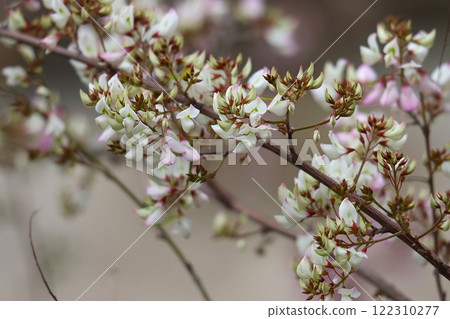 可以長時間欣賞可愛小花的雲南萩市 可以長時間欣賞可愛小花的雲南萩市 122310277