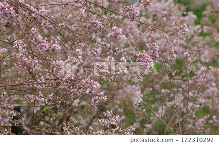 Unnan bush clover - Five beautiful and elegant flowers in bloom Unnan bush clover - Five beautiful and elegant flowers in bloom 122310292