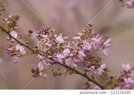 Unnan bush clover with its countless charming and cute flowers - Hachi 122310295