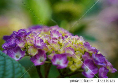 繡球花開了 繡球花開了 122310385