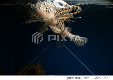 Lionfish, Onikoze, Scorpionfish, Lionfish, Swimming scorpionfish, Poisonous fish, Tiger fish, Tiger fish, Free soft rays 122310552