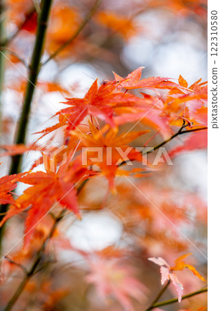 Bright autumn leaves 122310580