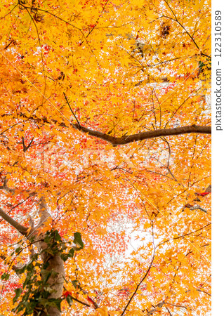 Momiji who changed leaves 122310589