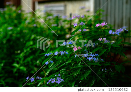 Mountain hydrangea (seven-tiered flower) 122310682
