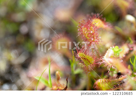 威爾士洋蔥 122310685