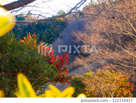 山坡上盛開的茶梅 122310917