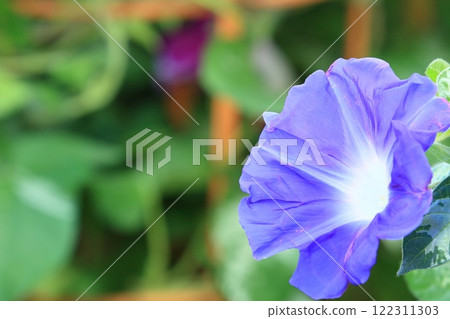 大花牽牛花，入谷牽牛花市場，東京夏季傳統 122311303
