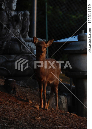 奈良東大寺的鹿 122311319