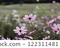 櫻花的背光 122311481