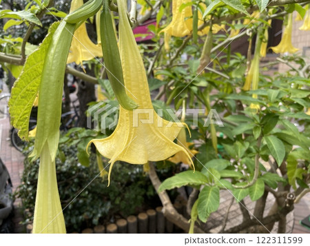 Angel's Trumpet (Datura stramonium) - Large-flowered blossoms 122311599