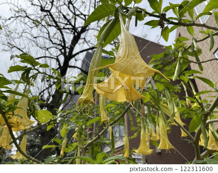 Angel's Trumpet (Datura stramonium) - Large-flowered blossoms Angel's Trumpet (Datura stramonium) - Large-flowered blossoms 122311600