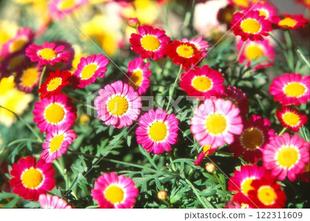 邦薩·瑪格麗特 122311609