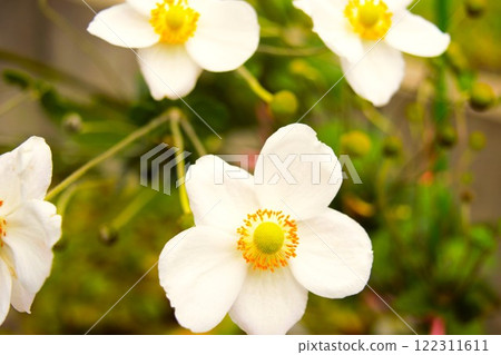 日本雛菊的白花，長野縣 2 122311611