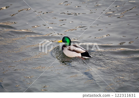 信濃川安城堤防上的馬加莫 122311631