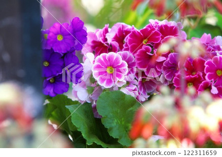 Primula flowers Primula flowers 122311659