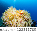 Sea anemone and anemone fish 122311785