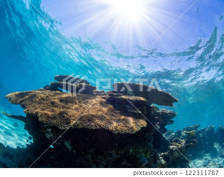 Coral bathed in sunlight Coral bathed in sunlight 122311787