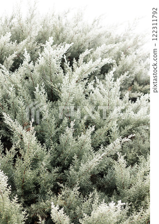 Christmas tree branches in the snow. Winter landscape. Snowy winter Christmas tree branches in the snow. Winter landscape. Snowy winter 122311792
