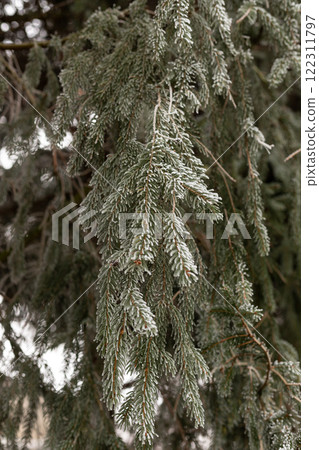 Christmas tree branches in the snow. Winter landscape. Snowy winter Christmas tree branches in the snow. Winter landscape. Snowy winter 122311797