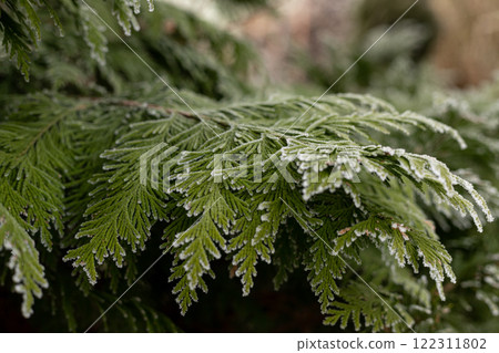 Christmas tree branches in the snow. Winter landscape. Snowy winter 122311802