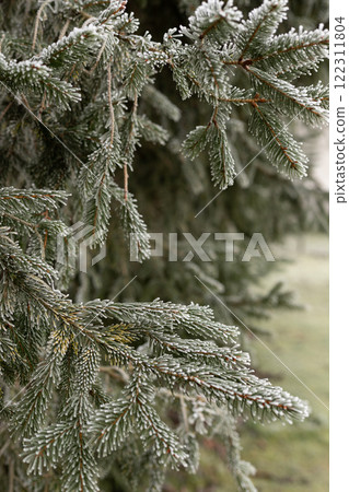 Christmas tree branches in the snow. Winter landscape. Snowy winter Christmas tree branches in the snow. Winter landscape. Snowy winter 122311804