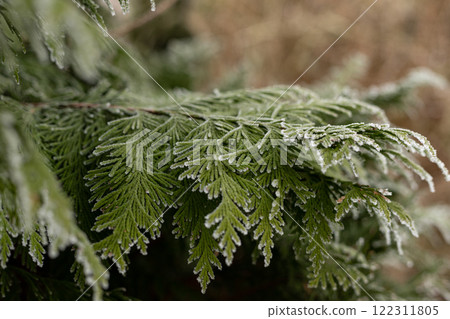 Christmas tree branches in the snow. Winter landscape. Snowy winter Christmas tree branches in the snow. Winter landscape. Snowy winter 122311805