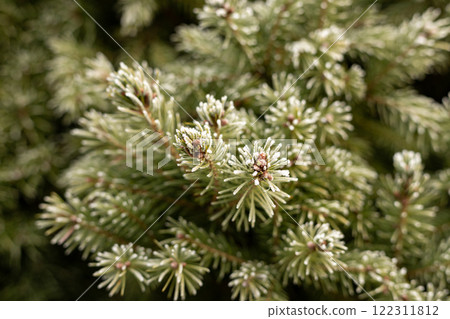 Christmas tree branches in the snow. Winter landscape. Snowy winter 122311812