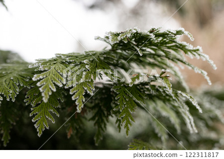 Christmas tree branches in the snow. Winter landscape. Snowy winter Christmas tree branches in the snow. Winter landscape. Snowy winter 122311817