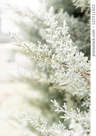 Christmas tree branches in the snow. Winter landscape. Snowy winter Christmas tree branches in the snow. Winter landscape. Snowy winter 122311822