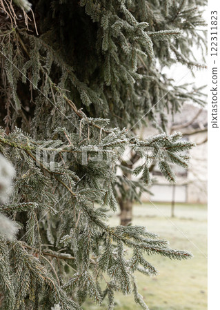 Christmas tree branches in the snow. Winter landscape. Snowy winter Christmas tree branches in the snow. Winter landscape. Snowy winter 122311823
